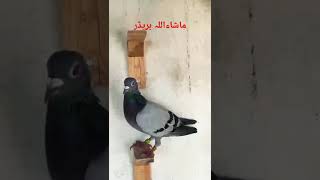 Racer pigeon top quality imported bloodline lain [upl. by Alemahs309]