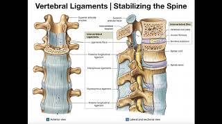 The Major Ligaments of the Spine [upl. by Erdnad759]