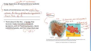 Golgi Apparatus 3 [upl. by Nnawaj763]