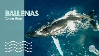 HD Ballenas jorobadas con drone en la Isla del Caño Costa Rica  Río Sierpe [upl. by Daphene695]