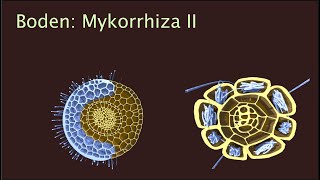 Mykorriza II  Erkennung und Nährstofftransfer [upl. by Strephonn]