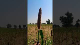 Plant of Pearl millet Cenchrus americanus Pennisetum glaucum [upl. by Teews]