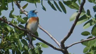 Lazuli Bunting [upl. by Huey]