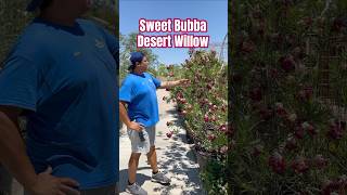 Sweet Bubba Desert Willow  SummerWinds Nursery AZ [upl. by Gabriela]