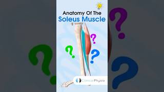 Soleus Muscle Anatomy anatomy physiotharapy physicaltherapy soleus [upl. by Seely890]