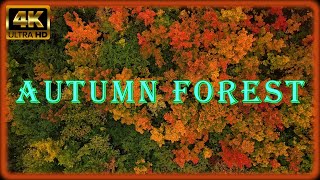 Autumn Forest 4k [upl. by Bever79]