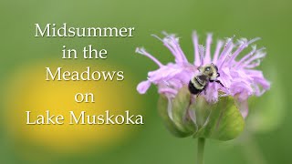 Midsummer in the Meadows on Lake Muskoka [upl. by Jochebed979]