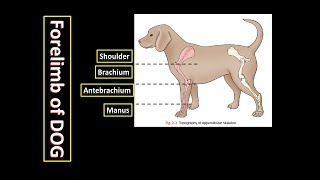 4 Regions of Forelimb of Dog  Anatomy of Appendicular Skeleton of Dog [upl. by Ailem]