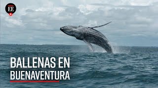 Llegan las ballenas al pacífico colombiano una experiencia inolvidable  El Espectador [upl. by Klapp361]