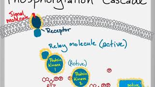 Bio Brief Protein Kinases and Phosphorylation Cascades [upl. by Razal376]