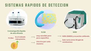 Micotoxinas en Cerdos [upl. by Purdum]