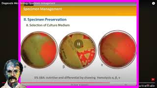 Diagnostic Microbiology Specimen management Staphylococci [upl. by Hpseoj]