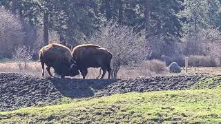 butting heads Bison [upl. by Lilithe621]