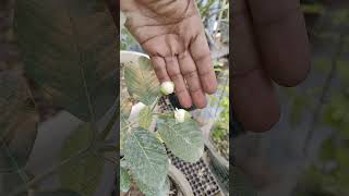 White Diamond Guava First Flowering [upl. by Seravaj]