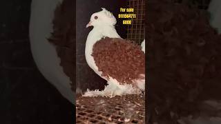 🔥 Frillback pigeon 🕊️ fancy pigeon video [upl. by Nemajneb]