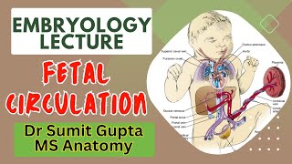 Fetal Foetal Circulation amp Changes after birth  Embryology [upl. by Gile113]