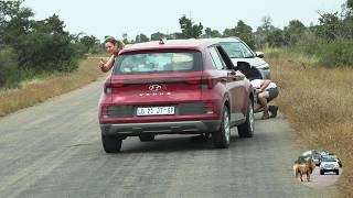 Abandoned Baby Honey Badger Hides Under Car From Predators In Kruger National Park [upl. by Aisat428]