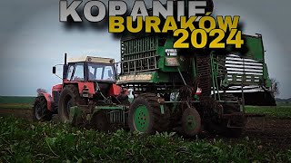 ⭐BURAKI 2024⭐ KOPANIE BURAKÓW 💥ZETOR 16145 amp STOLL💥 [upl. by Assenev]