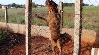 PRESA CANÁRIO  Teste de Agitação  vídeo antigo [upl. by Sudhir]