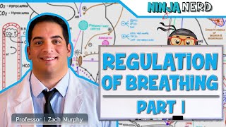 Respiratory  Regulation of Breathing Respiratory Centers Part 1 [upl. by Innavoeg142]