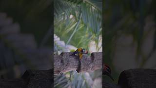 ফ্লেমব্যাক উডপেকারflameback Woodpecker 🔥 shorts wildlife Down2wild [upl. by O'Conner]