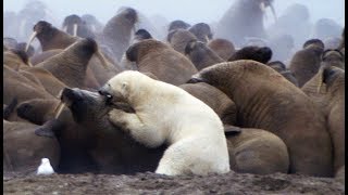 Un ours polaire attaque des morses  ZAPPING SAUVAGE [upl. by Yanttirb780]