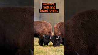 Bison The Largest Mammals of North America  The Wild Animal Facts [upl. by Cherrita]