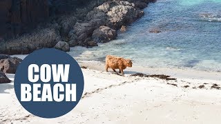 Highland cow enjoys dip in the ocean [upl. by Asecnarf264]