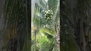 How to grow coconut pods from the tree  coconut water  coconut tree [upl. by Gary]