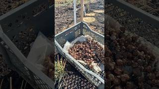 How I Plant Crocus Bulbs in My Circle Orchard 🌳 [upl. by Elliot679]