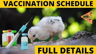 FULL VACCINATION SCHEDULE FOR CHICKEN [upl. by Yasnyl720]