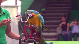 Dubai Dolphinarium Exotic Bird Show [upl. by Markman]