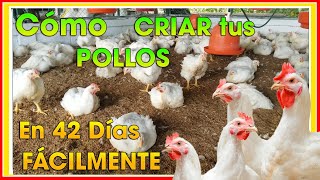 CÓMO criar POLLOS de engorde en 42 días ǀ Ing Jannin Hernández Blandón [upl. by Okomot720]