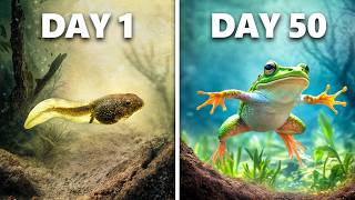 Raising Tadpoles to Frogs 50 Day Evolution [upl. by Amuwkuhc]