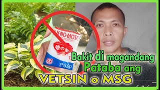 VETSIN DI MAGANDANG PATABA SA ATING MGA HALAMAN [upl. by Auqinimod]