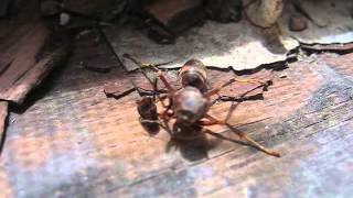 Decapitated wasp grabs its head before flying away [upl. by Larok]