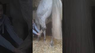 Hindlimb Protraction Stretch stretch equinemassage equinetherapy massage [upl. by Agiaf]