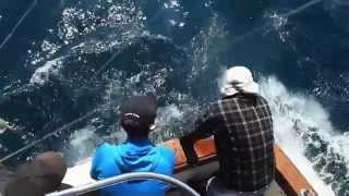 Tagging and tracking North Atlantic blue sharks off the coast of Nova Scotia [upl. by Schargel]