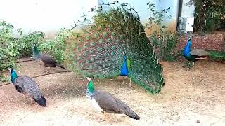 Peacock Dance Display  Peacocks Opening Feathers [upl. by Demeter698]