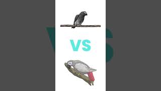 Timneh VS Congo What’s the Difference africangrey parrot [upl. by Adnuahsar]