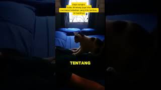 BALAS BUDI KUCING KEPADS MAJIKANNYA [upl. by Immas]