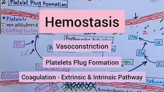 Hemostasis  Vasoconstriction  Platelets Plug Formation  Coagulation [upl. by Imoyn]