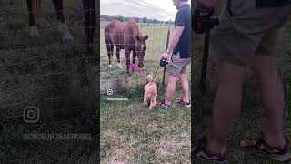 Puppy Meets Horse loveconnection animalfriends puppylove [upl. by Adrianna493]