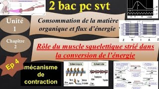 2 bac pcsvt biof  U1Ch2Ep8 mécanisme de contraction musculaire ألية التقلص العضلي [upl. by Lenka240]