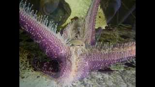 Purple Seastar Feeding [upl. by Daryl]