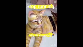 quotFrightened Cats Fleaquot [upl. by Benedikta]