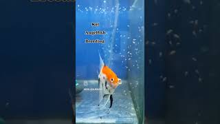 Koi angelfish breeding  Angelfish Fry Update 🧿🧿 [upl. by Ecidnarb]