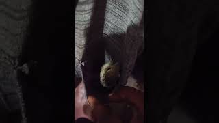 🐿️❣️sakthi kutty❣️ shirt la thungura alagi❤️❤️shortvideo save sreet dogs please🙏🙏🙏 [upl. by Nikkie881]