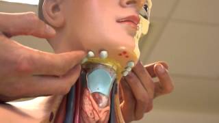 Clinical Examination  Head and Neck Lymph nodes [upl. by Calandra]