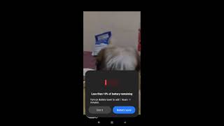 Jason Isleta is live CUTIE PUPPIES IN ANIMAL FAME [upl. by Poree199]